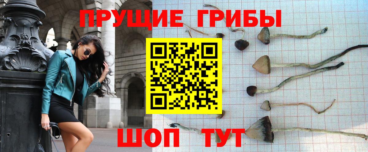 где найти   Вход с VPN  Сланцы  Галлюциногенные грибы Cubensis  Псилоцибиновые грибы Cubensis 